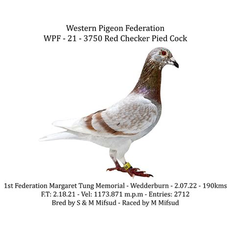western pigeon federation
